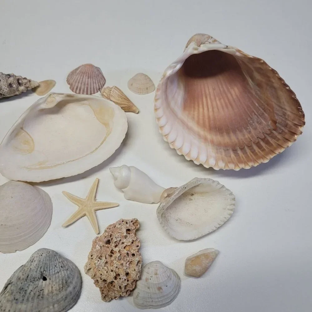 Nautical Seashell Lot Decor Starfish Mixed Sizes‎ Colors Half Clam 25 Pieces